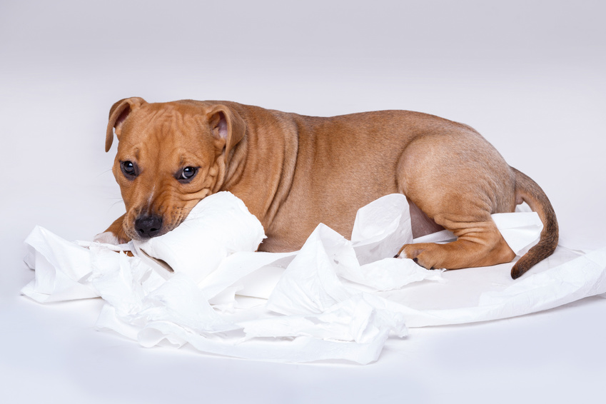 Cute staffordshire terrier puppy and roll of toilet paper