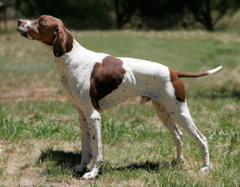 イングリッシュ ポインター 犬のしつけ 訪問トレーニング わんトピア 多摩市