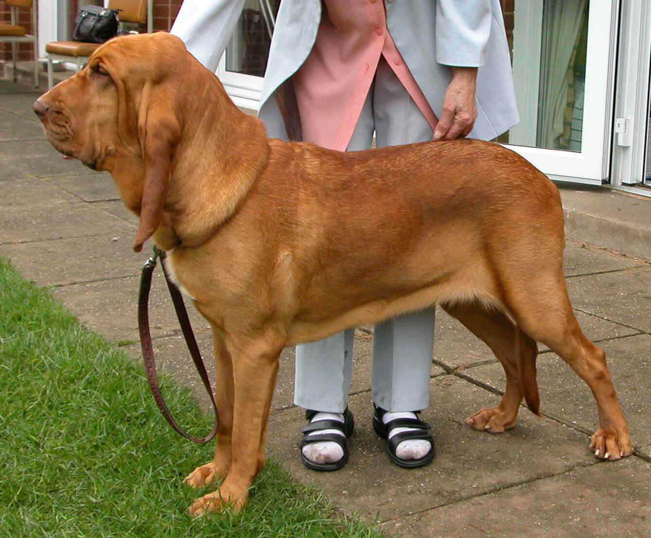 ブラッドハウンド 犬のしつけ 訪問トレーニング わんトピア 多摩市