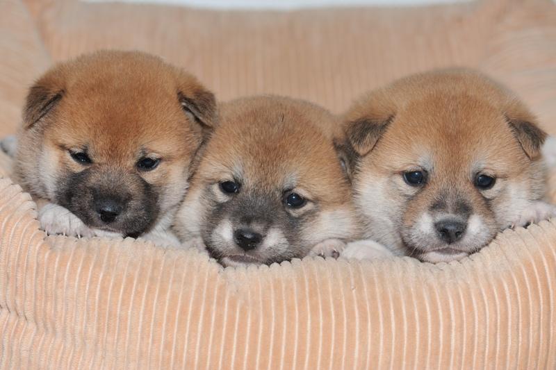 子犬が家にやってきた Dog Day Care Centerわんトピア