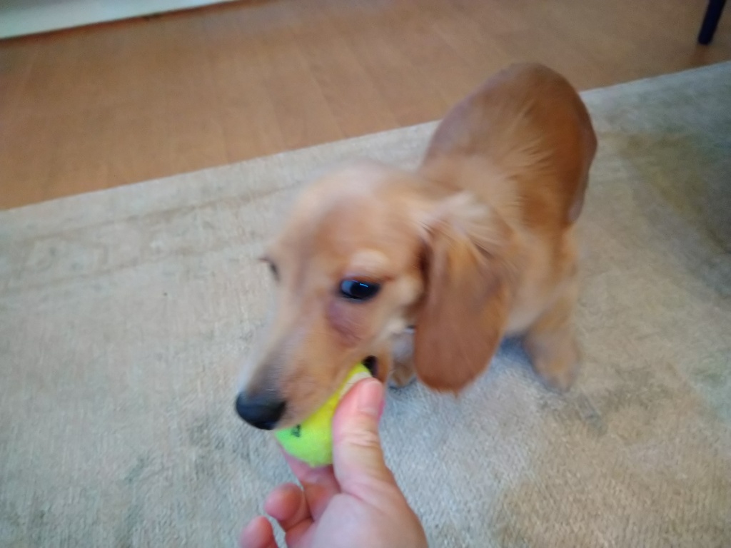 ミニチュア ダックスフンド マリンちゃん Dog Day Care Centerわんトピア